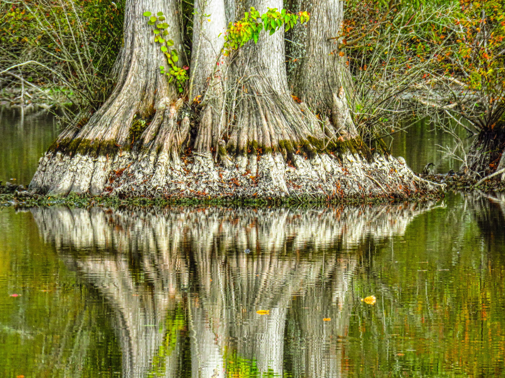 TR - Bald Cypress - Niven.jpg